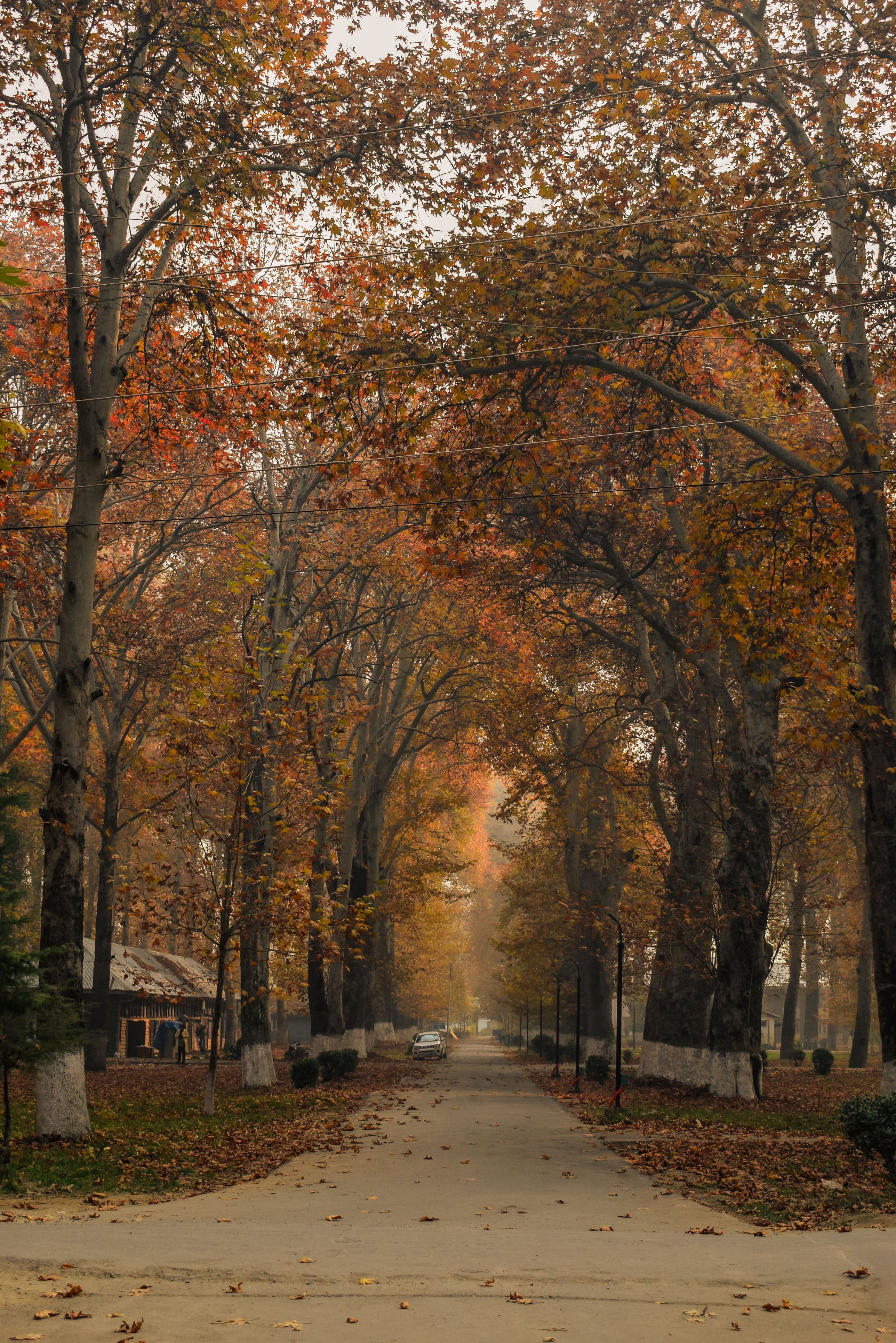 Kashmir in autumn