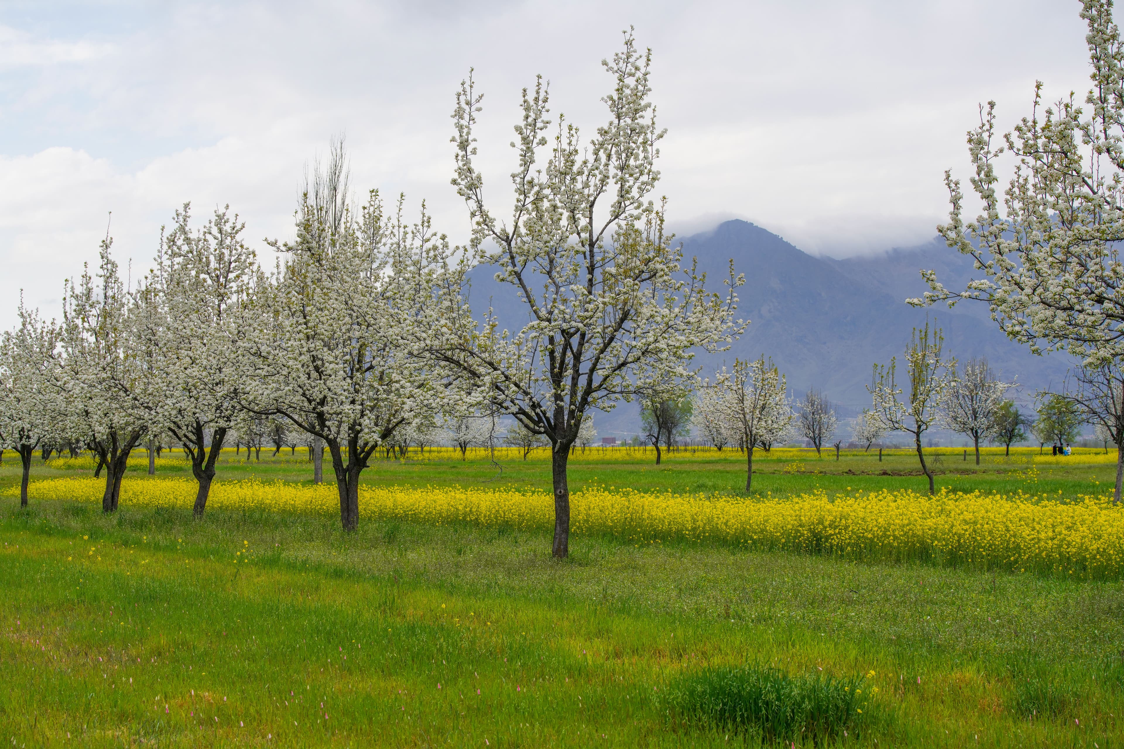 Kashmir in spring