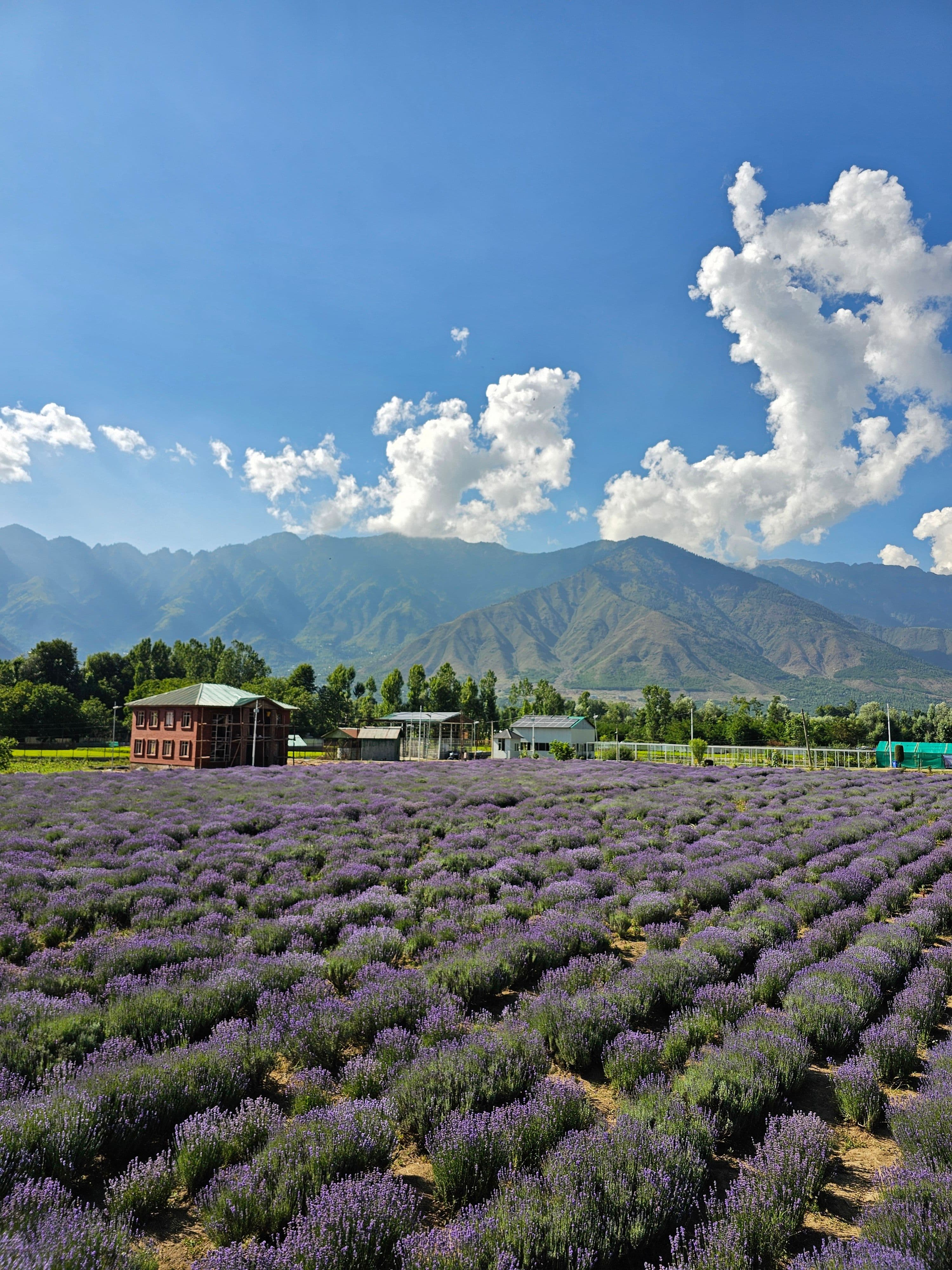 Kashmir in summer